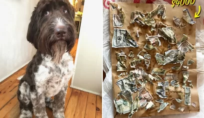 Dog Eats Cash